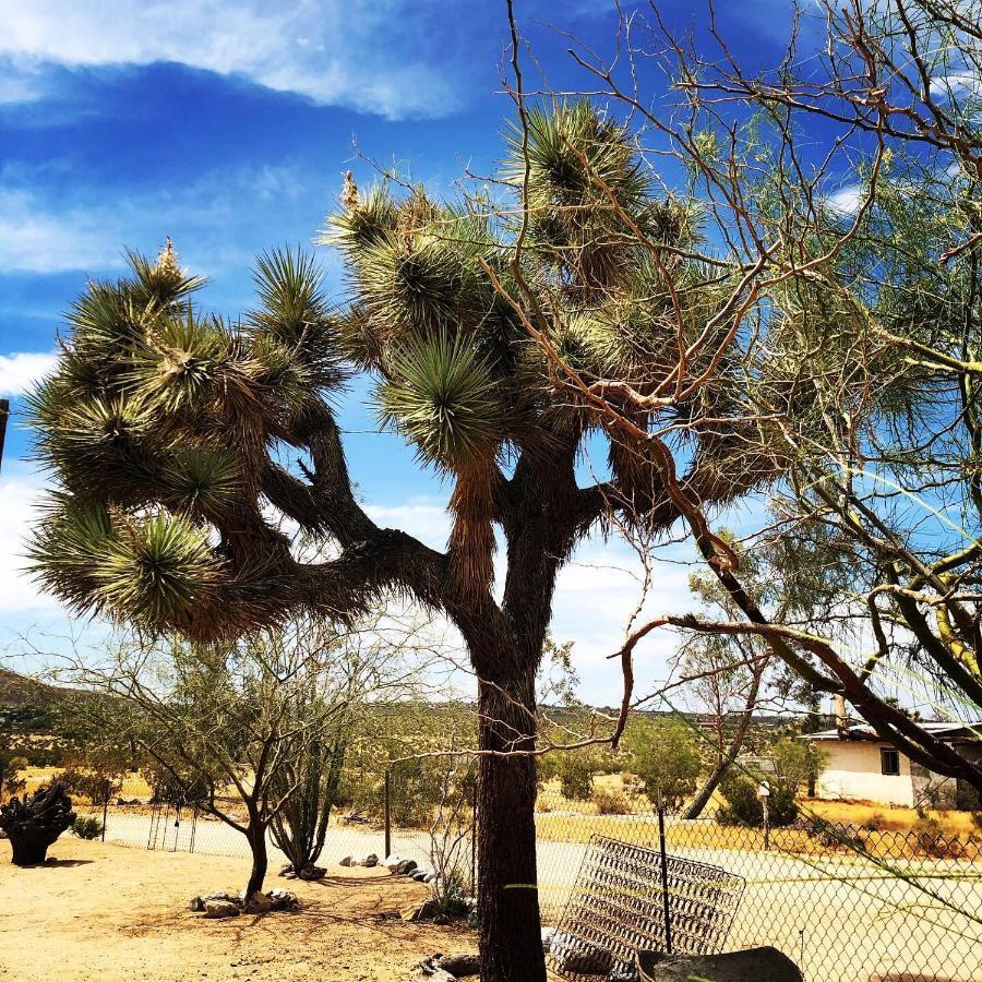 Popular Homestead! Location, Stargaze, Views! جوشوا تري المظهر الخارجي الصورة